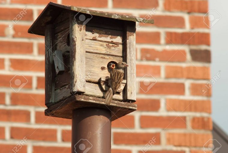 Mère Nourrir Son Bébé À Une Mangeoire Pour Les Oiseaux Contre Une Brique Du  Mur dedans Brique Pour Bebe