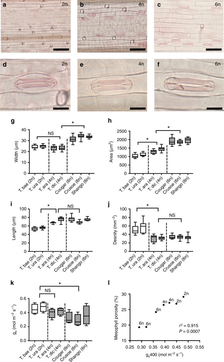 Mesophyll Porosity Is Modulated By The Presence Of à Traits Obliques Ms