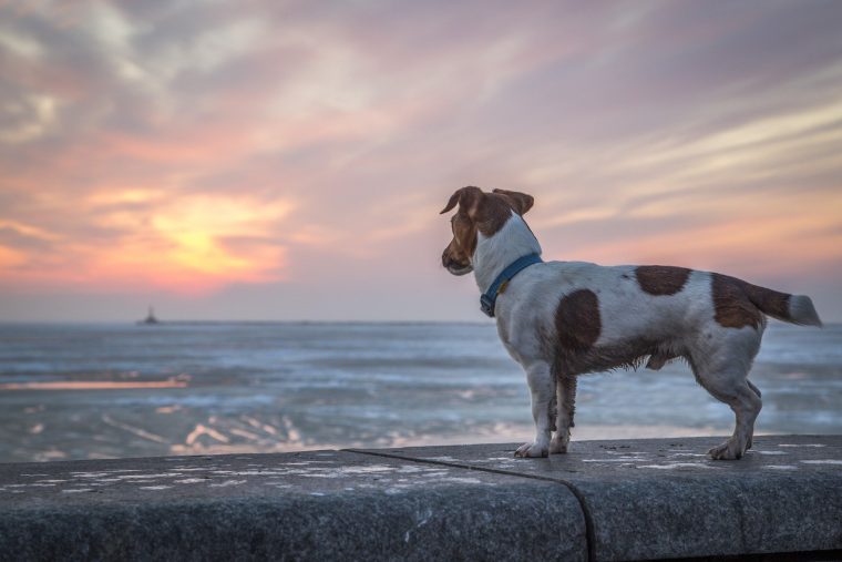 Mon Chien À Disparu, Mon Chien Est Perdu ! Que Faire ? encequiconcerne Chien Qui Fait De La Luge