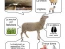 Mouton - Animaux De La Ferme | Animales | Animaux, Animaux destiné Les Animaux De La Ferme Maternelle