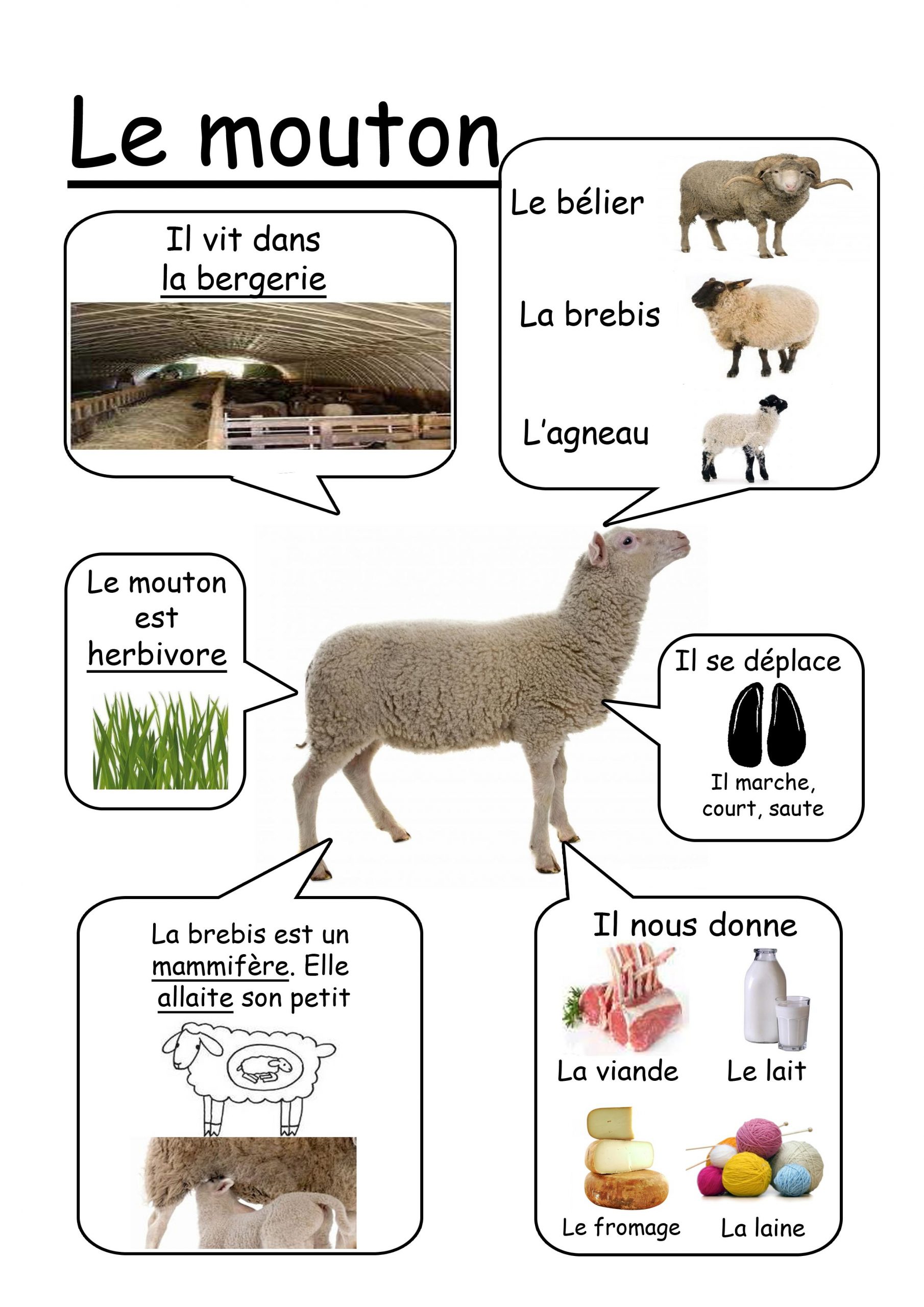 Mouton - Animaux De La Ferme | Animales | Animaux, Animaux destiné Les Animaux De La Ferme Maternelle 