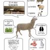Mouton - Animaux De La Ferme | Animaux De La Ferme serapportantà Imagier Animaux De La Ferme