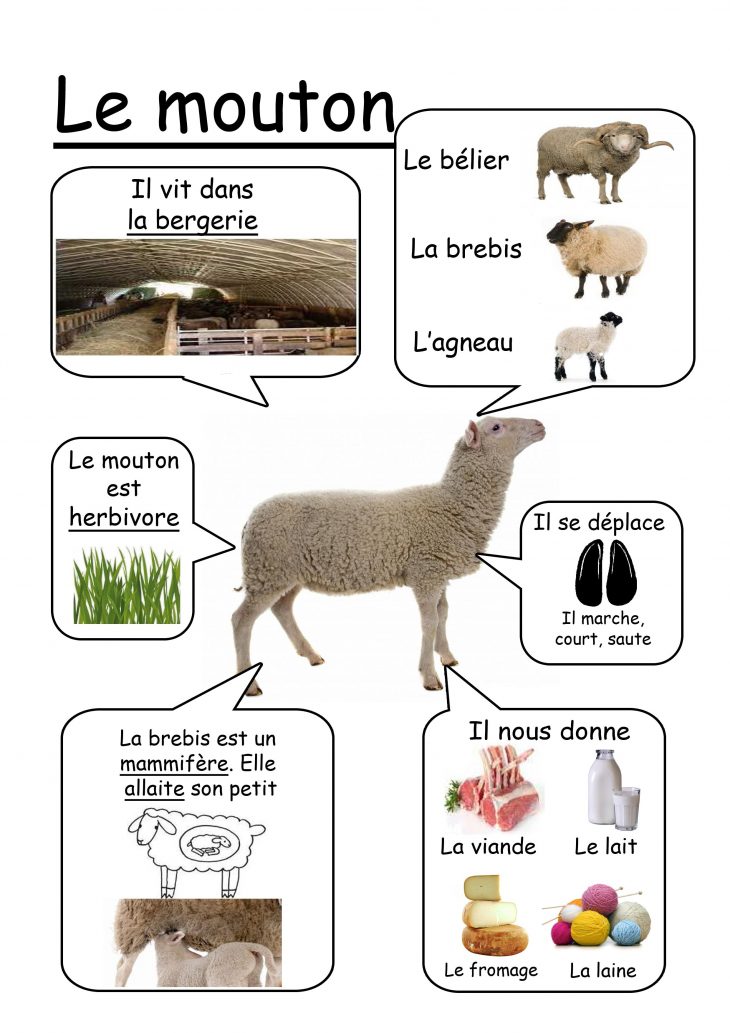 Mouton – Animaux De La Ferme | Animaux De La Ferme serapportantà Imagier Animaux De La Ferme