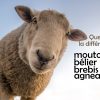 Mouton, Bélier, Brebis Et Agneau : Quelle Est La Différence dedans Différence Entre Brebis Et Mouton