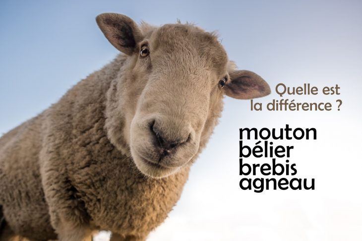 Mouton, Bélier, Brebis Et Agneau : Quelle Est La Différence dedans Différence Entre Brebis Et Mouton