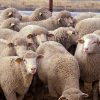 Mouton — Wikipédia pour Différence Entre Brebis Et Mouton