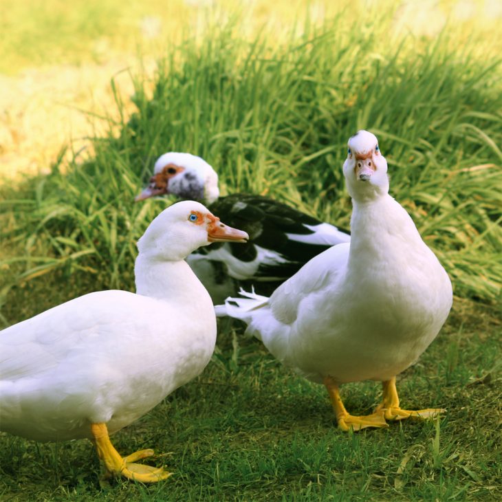 Mulard — Wikipédia destiné Canard Canne