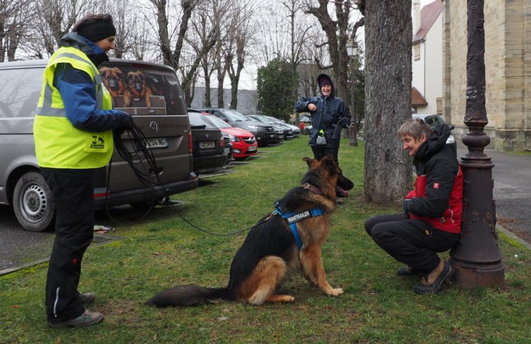 Mulhouse | [Vidéo] Chiens De Recherche Sans Frontières destiné Chien Qui Fait De La Luge