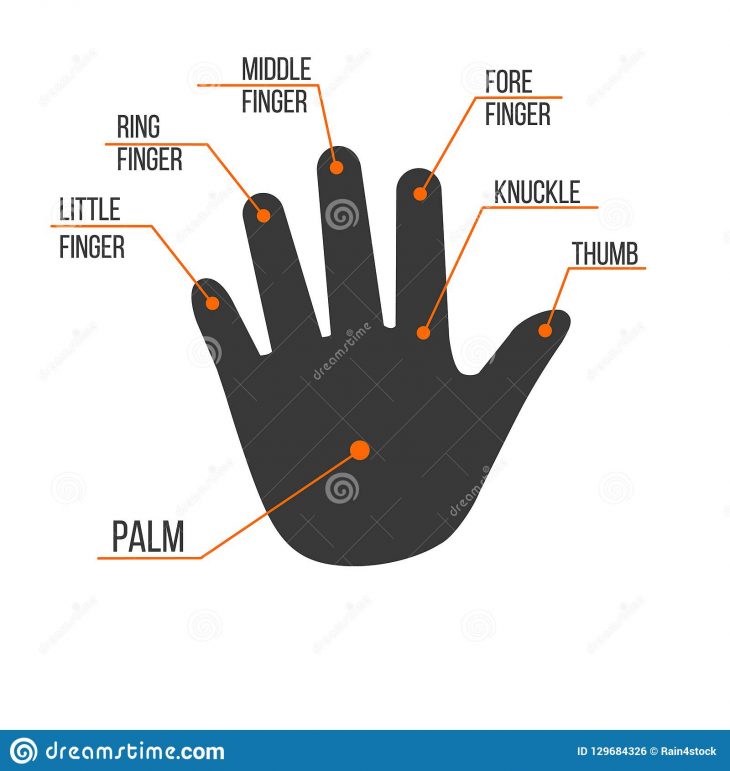 Noms De Doigts De Main Humaine De Paume, Illustration D dedans Le Nom Des Doigts De La Main