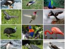 Oiseau — Wikipédia pour Animaux Ovipares Liste