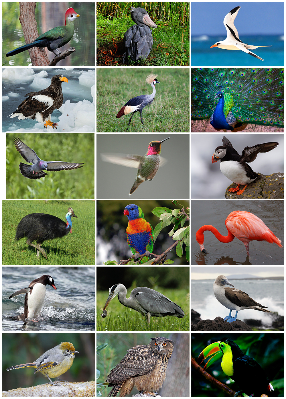 Oiseau — Wikipédia pour Animaux Ovipares Liste
