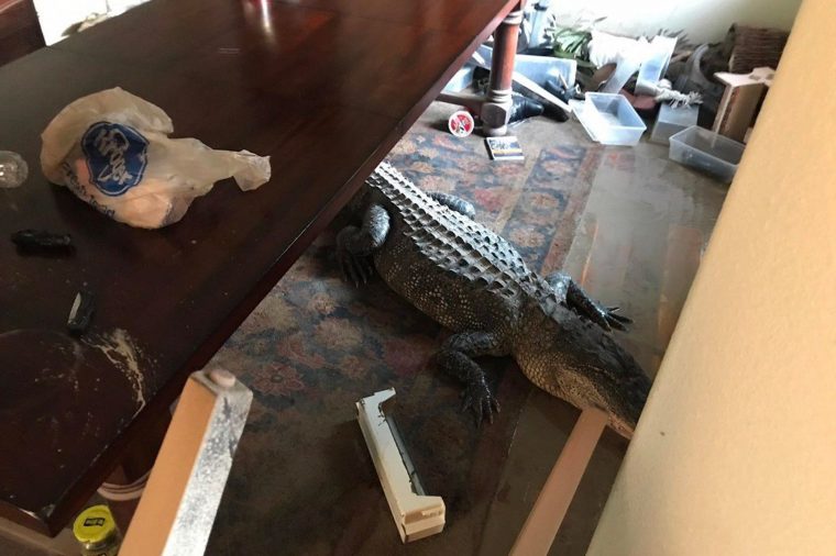 Ouragan Harvey : Attention Aux Alligators Dans La Ville tout Mots Gator