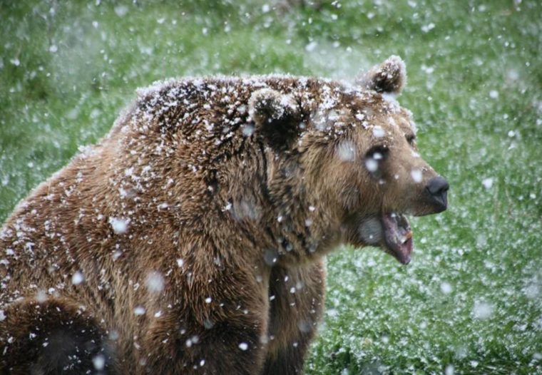 Ours Brun: Hivernation Ou Hibernation? intérieur Animaux Qui Hivernent