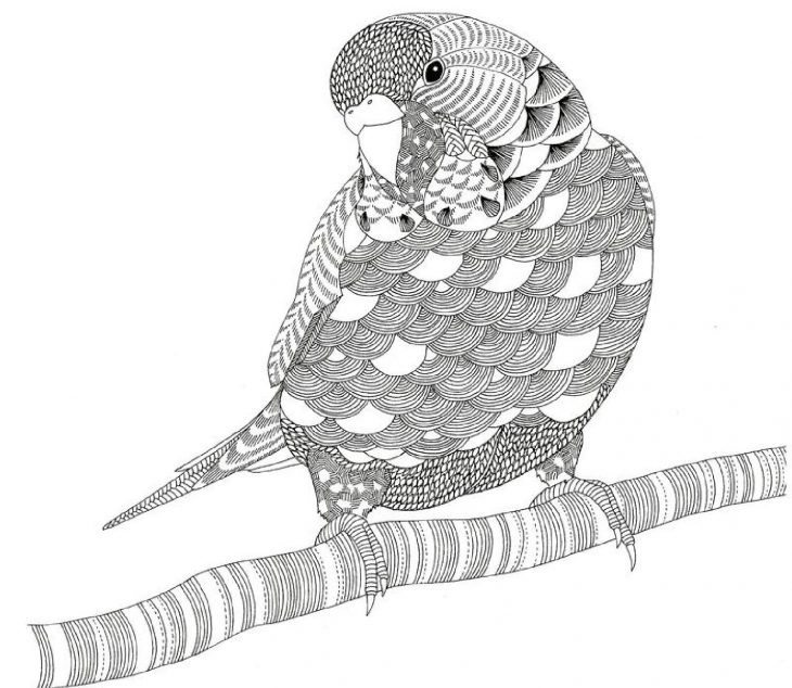 Parrot ~ Millie Marotta | Coloriage Perroquet, Coloriage concernant Perroquet Coloriage A Imprimer