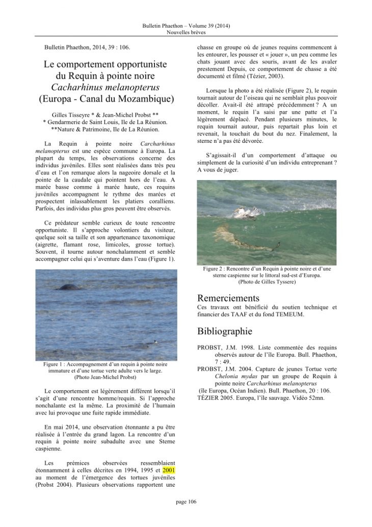 Pdf) Le Comportement Opportuniste Du Requin À Pointe Noire à Requin Souris