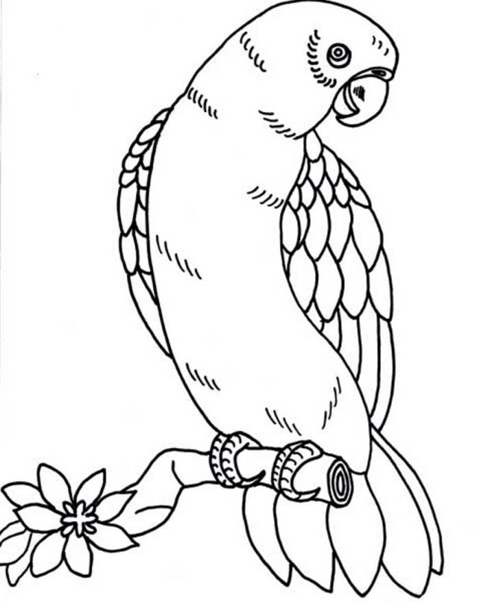 Perroquet #109 (Animaux) – Coloriages À Imprimer dedans Perroquet Coloriage A Imprimer