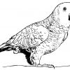Perroquet #123 (Animaux) – Coloriages À Imprimer concernant Perroquet Coloriage A Imprimer