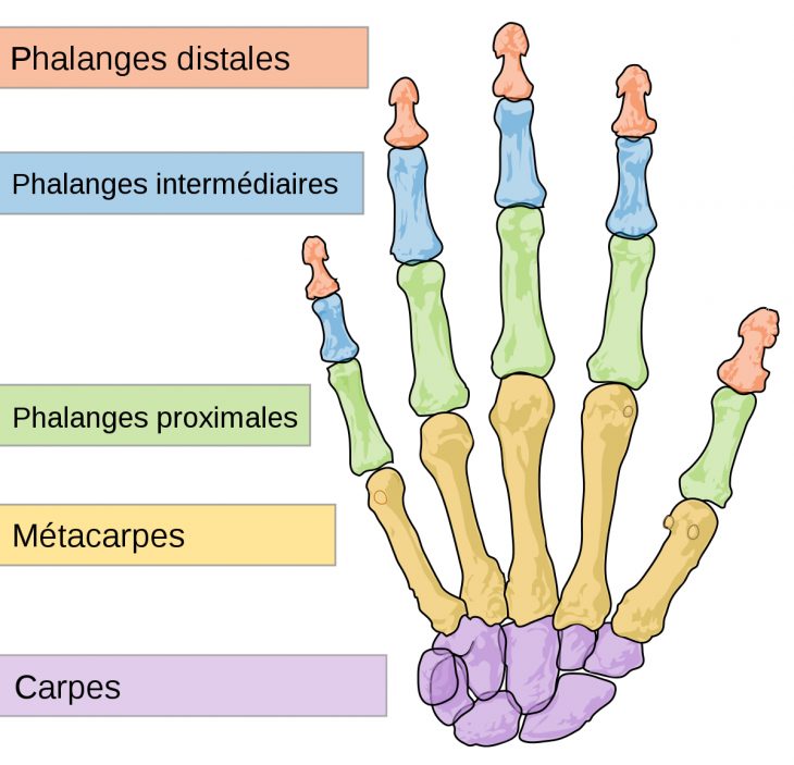  Phalange  Os  Wikip dia  Le Nom Des Doigts De La Main 