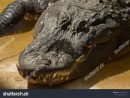 Photo De Stock De American Alligator Alligator avec Mots Gator