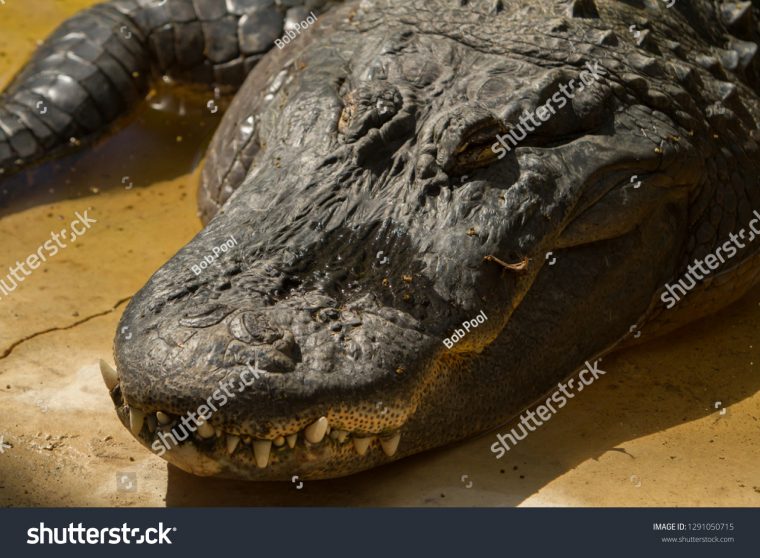 Photo De Stock De American Alligator Alligator avec Mots Gator