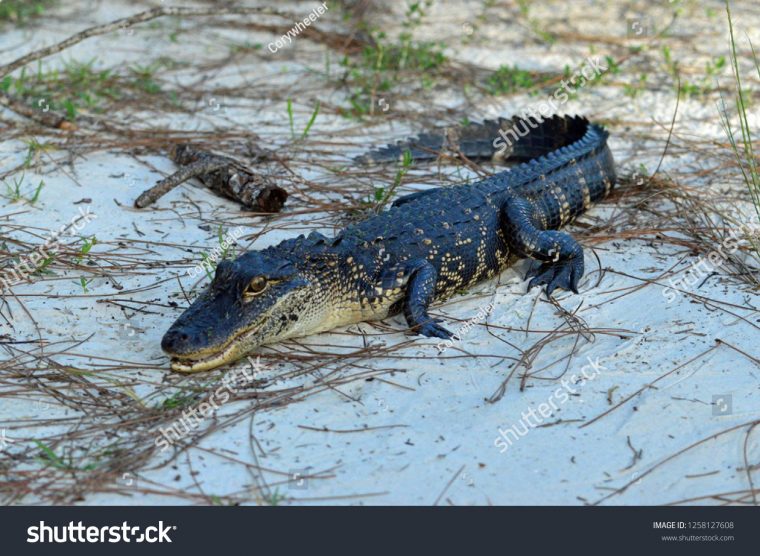 Photo De Stock De Baby Gator Florida (Modifier Maintenant encequiconcerne Mots Gator