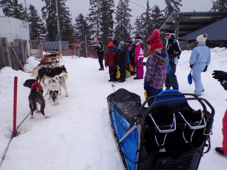 Photos Chiens De Traineau (+Luge +Jeux Dans La Neige) Groupe concernant Chien Qui Fait De La Luge