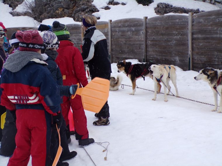 Photos Chiens De Traineau (+Luge +Jeux Dans La Neige) Groupe destiné Chien Qui Fait De La Luge