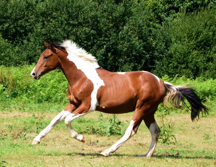 Pie (Cheval) — Wikipédia avec Cheval Dessin Couleur