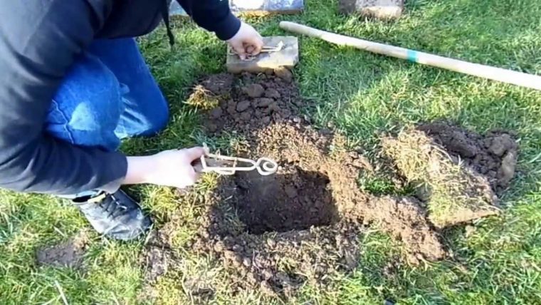 Piège À Taupe : Comment Assainir Son Jardin ? à Arbre A Taupe