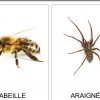 Pin Von Idalina Monbaron Auf Petites Bêtes concernant Imagier Insectes