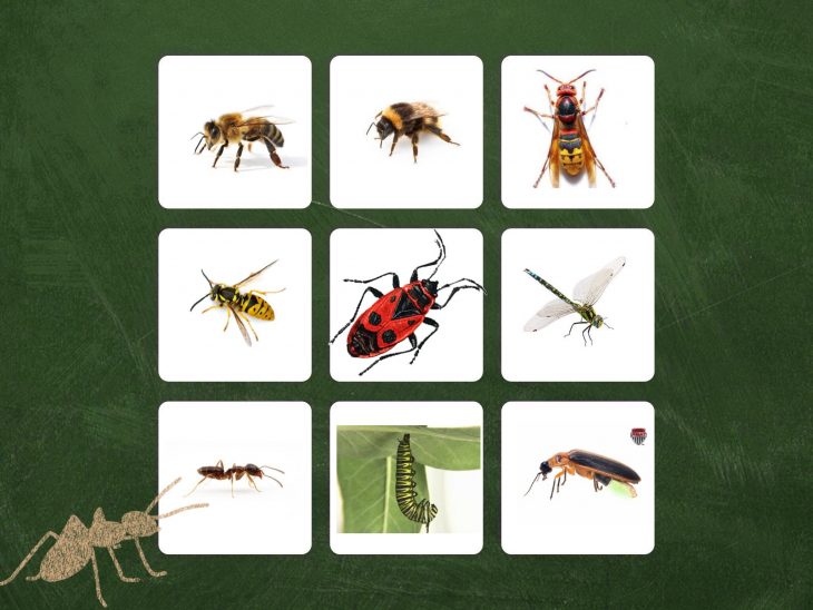 Play Imagier Des Insectes By Judy Lc – On Tinytap tout Imagier Insectes