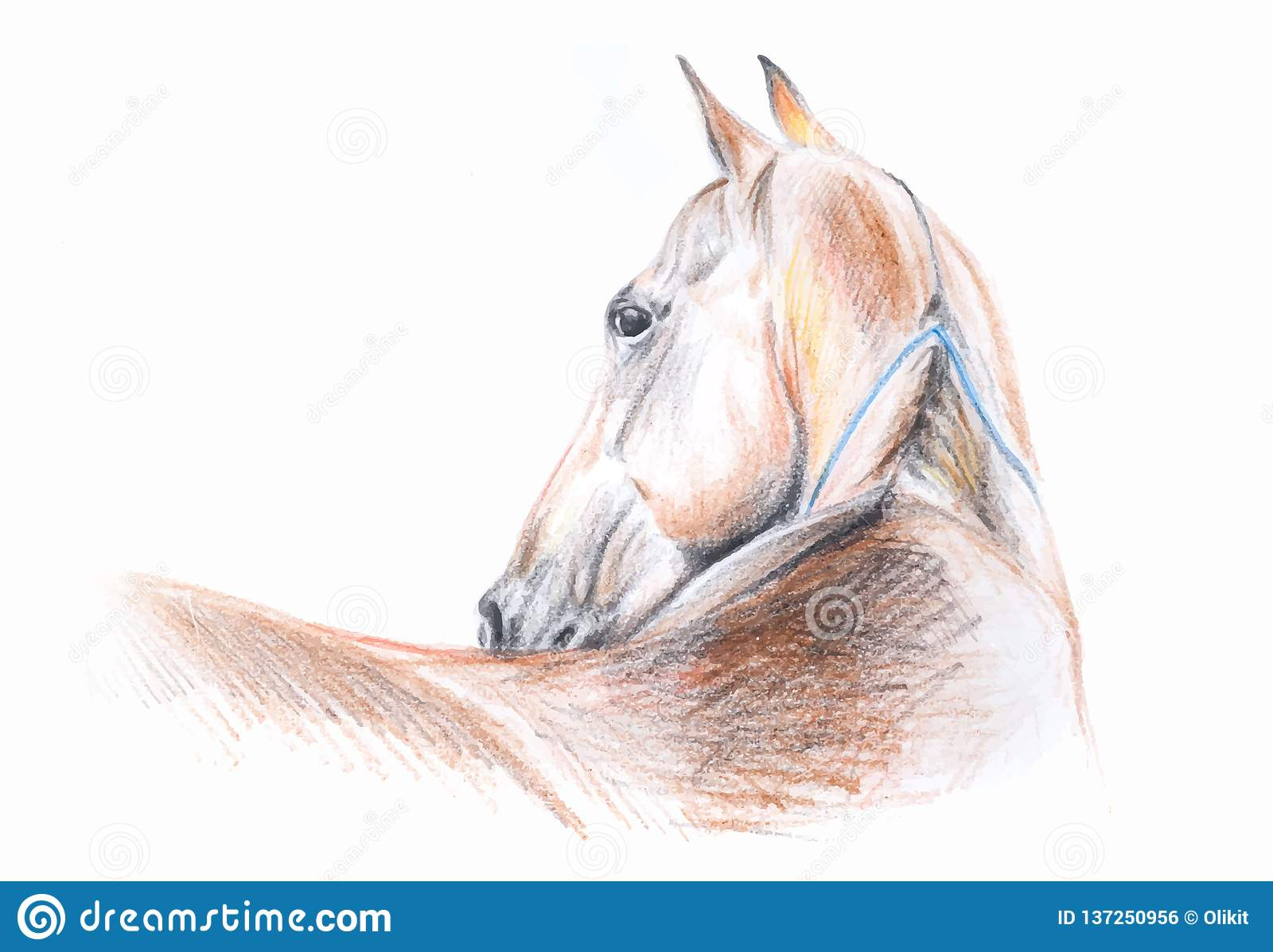 Portrait De Dessin Au Crayon De Couleur De Cheval D'akhal destiné Cheval Dessin Couleur