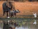 Pour Explorer Le Monde Sauvage, Le Safari Pédestre Reste La avec Barrissement Elephant