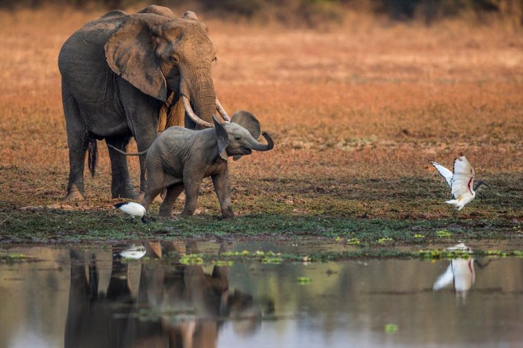 Pour Explorer Le Monde Sauvage, Le Safari Pédestre Reste La avec Barrissement Elephant