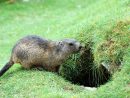 Pourquoi Les Marmottes Hibernent-Elles? - Le Portail Media serapportantà Animaux Qui Hivernent