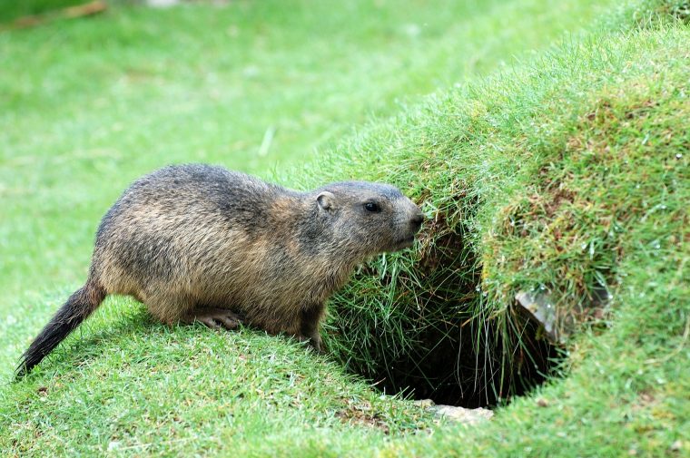 Pourquoi Les Marmottes Hibernent-Elles? – Le Portail Media serapportantà Animaux Qui Hivernent