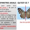Ppt - La Symetrie Axiale : Qu'est-Ce ? Powerpoint intérieur Symétrie En Ligne