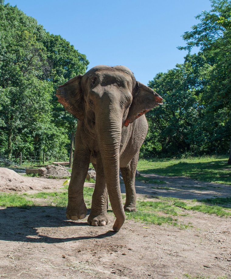 Premier Mandat D'habeas Corpus Émis Au Nom D'un Éléphant pour Femelle De L Éléphant Nom