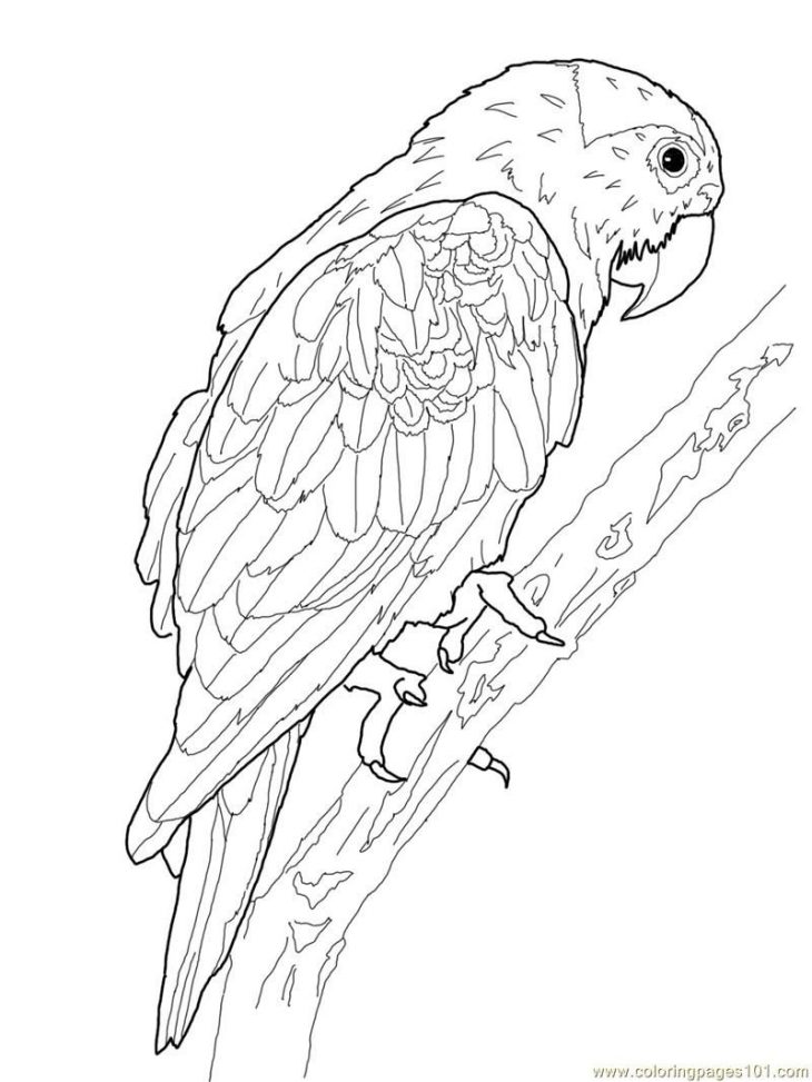 Printable Parrot Coloring Pages | Oiseau Coloriage encequiconcerne Perroquet Coloriage A Imprimer