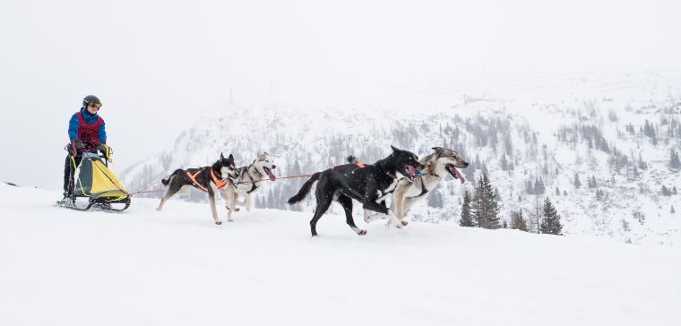 Que Faire En Vacances À La Montagne Quand On N'aime Pas Le Ski ? encequiconcerne Chien Qui Fait De La Luge