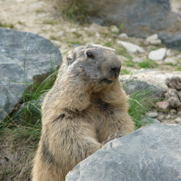 Quelle Est La Différence Entre Hiverner Et Hiberner ? encequiconcerne Animaux Qui Hivernent