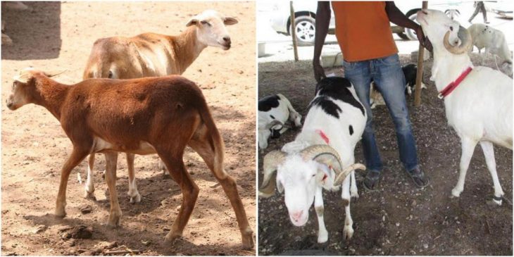 Quelle Est La Différence Entre L'agneau, Le Mouton, La à Différence Entre Brebis Et Mouton