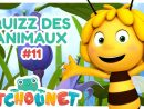 Quizz Des Animaux #11 | Dessin Animé Pour Enfant | Pitchounet pour Quizz Enfant