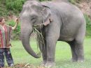 Rencontrer Les Éléphants Éthiquement En Thaïlande pour Barrissement Elephant