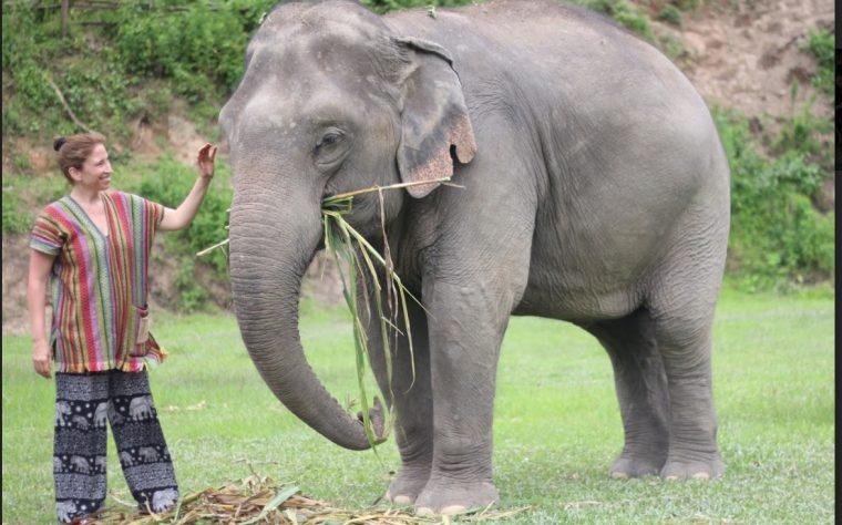 Rencontrer Les Éléphants Éthiquement En Thaïlande pour Barrissement Elephant