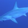 Requin-Marteau Halicorne : Taille, Description, Biotope à Requin Souris