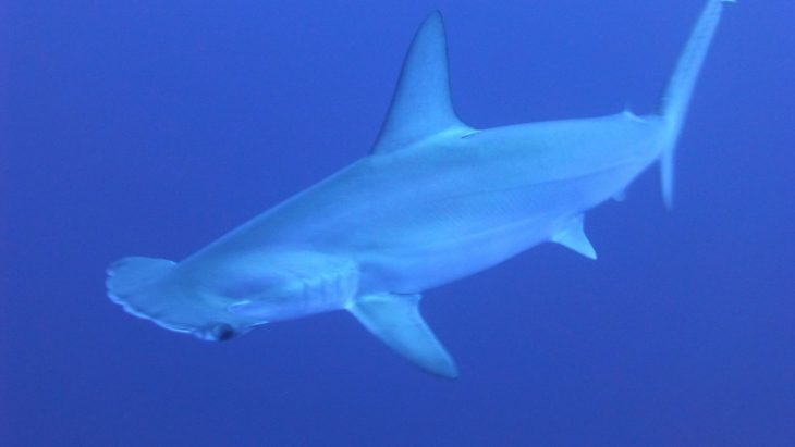 Requin-Marteau Halicorne : Taille, Description, Biotope à Requin Souris