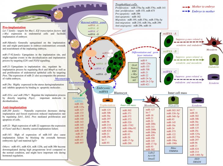 Roles Of Micrornas In Mammalian Reproduction: From The destiné Reproduction Figure Cp