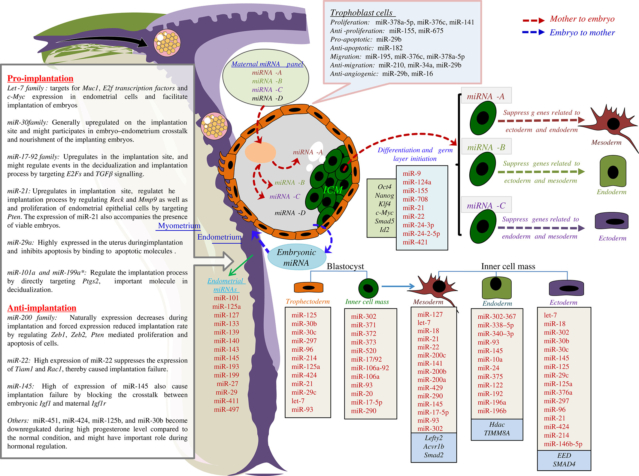 Roles Of Micrornas In Mammalian Reproduction: From The destiné Reproduction Figure Cp 