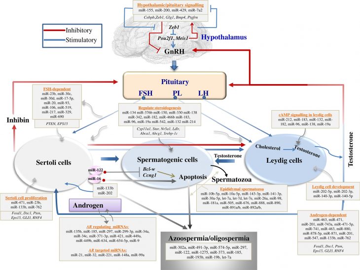 Roles Of Micrornas In Mammalian Reproduction: From The encequiconcerne Reproduction Figure Cp